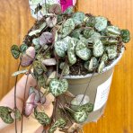 Lampášik (Ceropegia woodii) - Ø 10 cm, kont. P11 